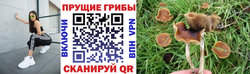 наркошоп  Венёв  Псилоцибиновые грибы Magic Shrooms 